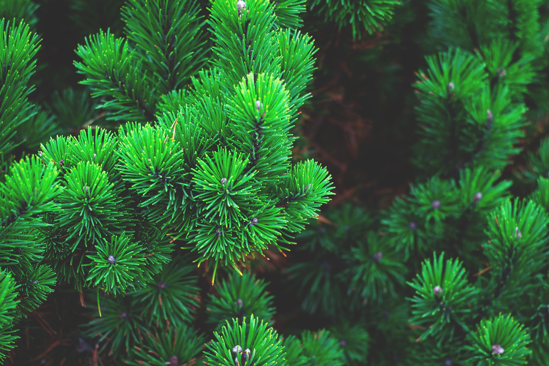 Pine Fyr